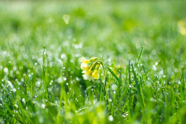 Primrose flower in a field of green